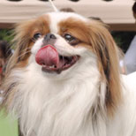 Тульская Коллекция Кио Катори. Монопородная выставка собак породы японский хин ранга ПК